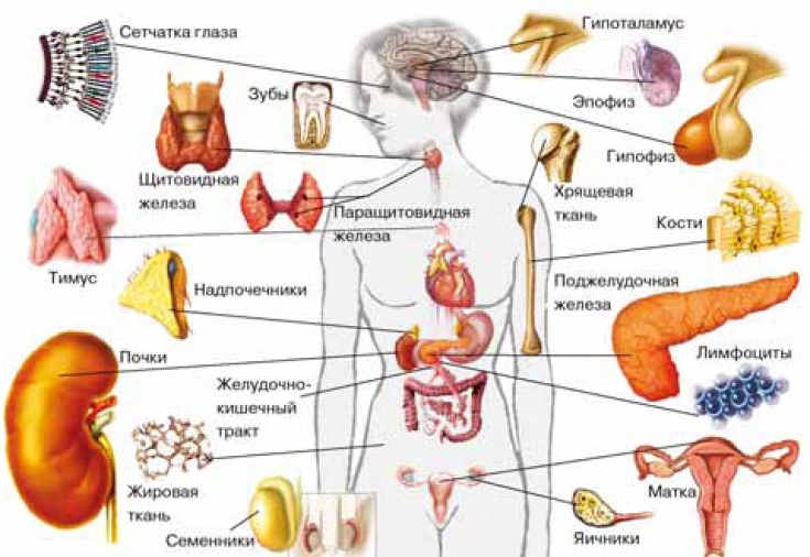 Какие эндокринные нарушения могут быть причиной ожирения