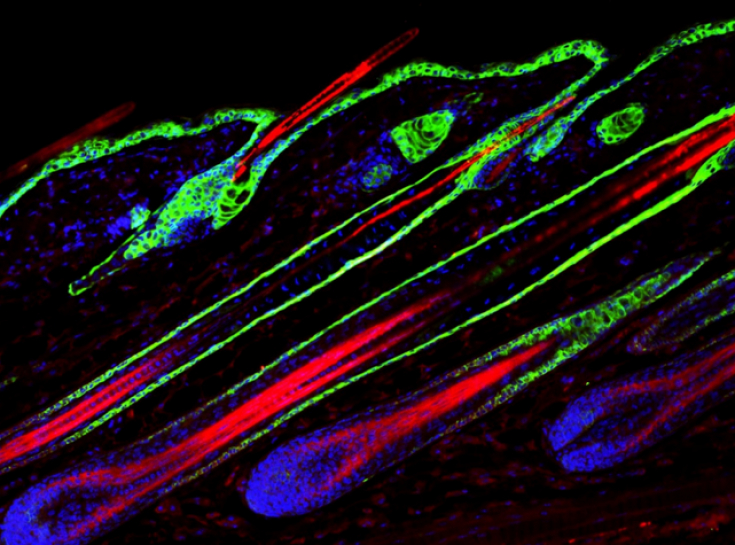 Механизм активации стволовых клеток волосяного фолликула при повреждении