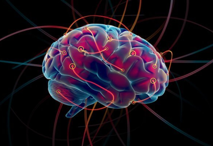 Нейропластичность мозга: принципы когнитивного развития