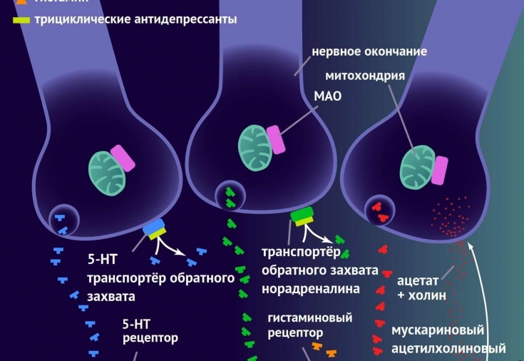 Норадреналин – нейромедиатор рисковых людей и гормон хищников