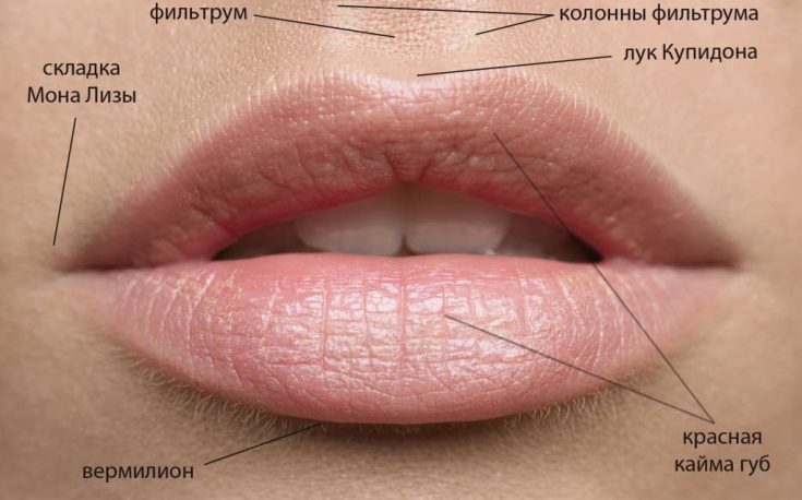 Положение и симметрия: как выглядят идеальные губы