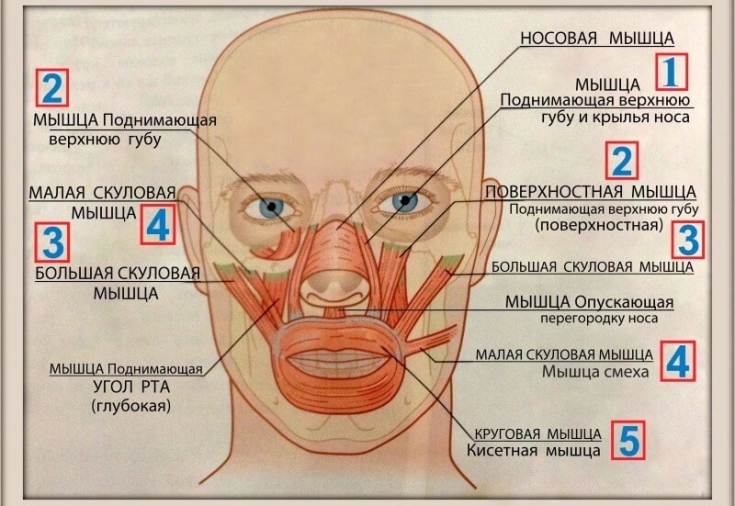Причины появления носогубных складок и методы избавления от «линий скорби»