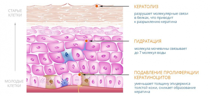 Сухости – нет! Мочевина для увлажнения и восстановления кожи