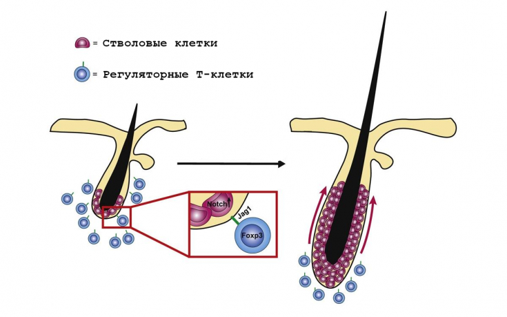 Т-клетки: активаторы роста волос