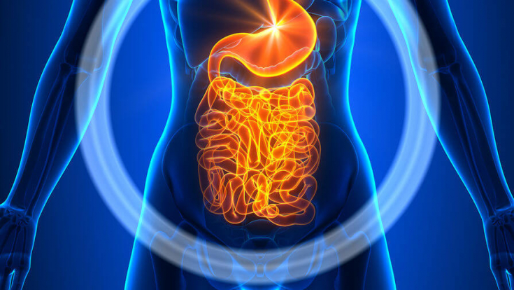 Влияние кишечника на общее состояние здоровья человека