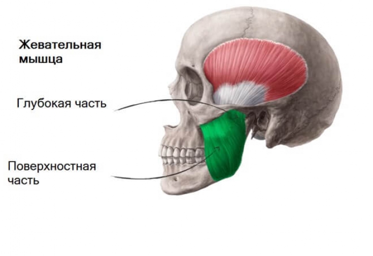 Жевательные мышцы лица – источник головной, зубной боли и бруксизма