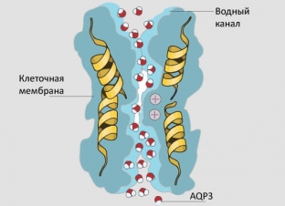 akvaporiny-v-kosmetsevtike-marcel-etoile-luchshee-reshenie-dlya-postpi ukhoda