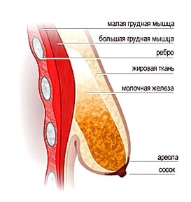 anatomiya-molochnoj-zhelezy-chto-kazhdaya-zhenshchina-dolzhna-znat-o- grudi