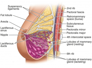 anatomiya-molochnoj-zhelezy-chto-kazhdaya-zhenshchina-dolzhna-znat-o- grudi