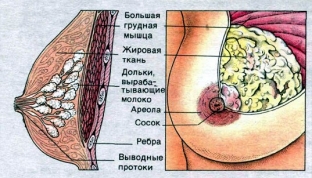 anatomiya-molochnoj-zhelezy-chto-kazhdaya-zhenshchina-dolzhna-znat-o- grudi