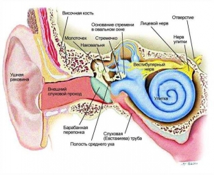 chto-delat-esli-zalozhilo-ukho-pri-prostude- i-реськіх-перепадах-давлення