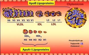 dieta-s-kholesterinom-ili-pochemu-naturalnaya-zhirnaya-eda- polezna