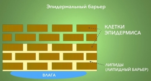 effektivnaya-kosmetika-i-sposoby-povysheniya-ee-transdermalnykh-svoj </p>
<div class=