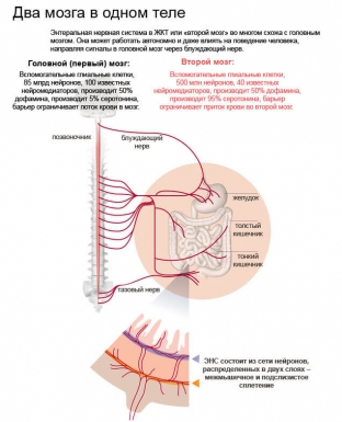 enteralnaya-nervnaya-sistema-vash-vtoroj-mozg