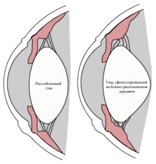 gimnastika-dlya-glaz-pri-spazme-akkomodatsii-i-zritelnom -utomlenii