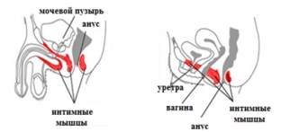 gimnastika-dlya-tonusa-intimnykh-myshts-uprazhneniya-i-sovety