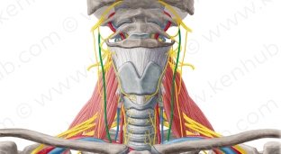 interesnye-fakty-o-bluzhdayushchem-nerve-zachem-stimulirovat-va </p>
<div class=