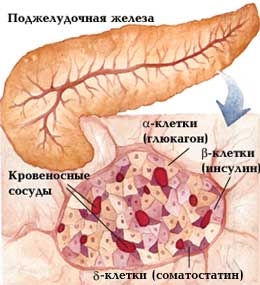 kak-stimulirovat-vyrabotku-zhiroszhigayushchego-gormona-glyukagona