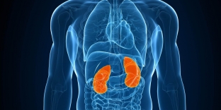 kuda-sbezhala-pochka-rannie-simptomy-nefroptoza