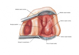 mozhno-li-zaglyanut-v-nos-diagnosticheskaya-rinoskopiya