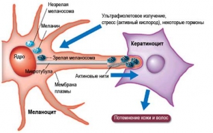 ot-chego-zavisit-sintez-melanina-i-kak-vyyavit- ego-nedostatok