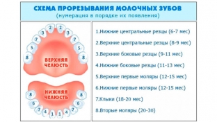 poryadok-prorezyvaniya-molochnykh-zubov-vozmozhnee-izmeneniya-zubov-u- </p>
<p>Ознаки фізіологічного прорізування молочних зубів:</p>
<ul>
<li>прорізування молочних зубів має відбуватися у певному порядку;</li>
<li>прорізуються зуби попарно;</li>
<li>зуби прорізуються у певний термін.</li>
</ul>
<div class=