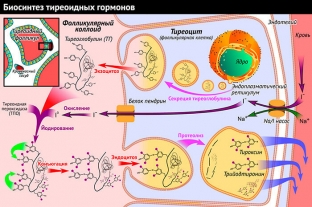 postoyannaya-ustalost-i-plokhoj-son-vozmozhneye-priznaki-autoimmunno- 