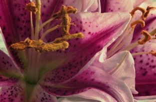 prichiny-i-osnovnye-metody-lecheniya-pollinoza