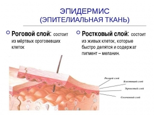 sloj-za-sloem-preimushchestva-korneoterapii-v-ukhode-za- kozhej