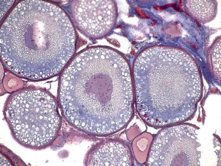 uchenye-sozdali-iskusstvennye-yajtsekletki-i-spermu