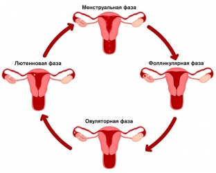 uzi-v-raznye-fazy-menstrualnogo-tsikla-kak-dolzhny -виглядач-яєчники-і-ендометрій
