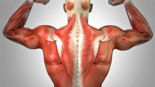 zabyt-o-boli-v-spine-navsegda-formiruem-myshechnyj -korset-spiny
