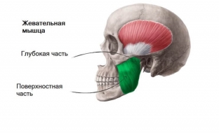 zhevatelnye-myshtsy-i-prezhdevremennoe-starenie-litsa-v-chem /></p>
<div class=